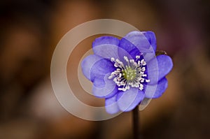 A group of beautiful small violet liverleafs, hepatica, in spring in a forest