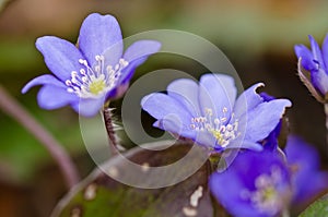 A group of beautiful small violet liverleafs, hepatica, in spring in a forest