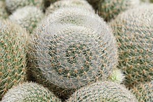 A group of beautiful thorny Cactus, Rebutia lima naranja.