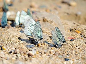 Group of beautiful white blackveined butterflyes on beach sand