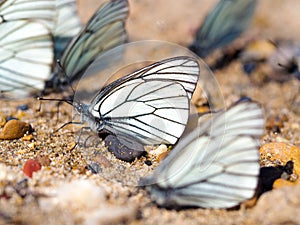 Group of beautiful white blackveined butterflyes on beach sand