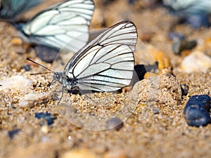 Group of beautiful white blackveined butterflyes on beach sand