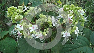 a group of beautiful white colour flowers with calyx corolla and lond filament in a garden. kushinagar puraini photo