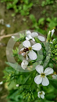 a group of beautiful white colour flowers of radish with calyx corolla in a garden and a honeybee sitting on it. kushinagar