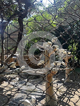 A group of beautiful white egrets perched on a log