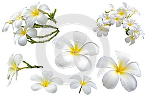 Group of beautiful white Plumeria Frangipani bunch isolated on white background with clipping path