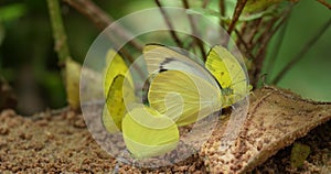 Group of beautiful yellow butterflies sucking food from floor.