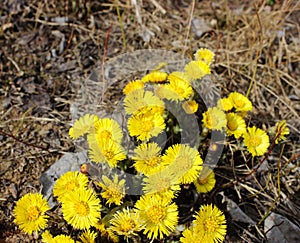 Group of beautiful yellow flowers close-up in spring.