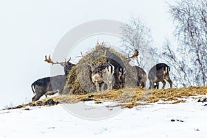 Group of beautiful young and adult red deer grazing near a bale of hay in a field with snow