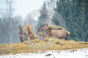 Group of beautiful young and adult red deer grazing near a bale of hay in a field with snow