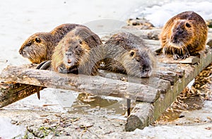 Group Of Beavers