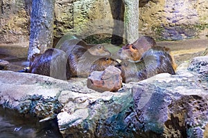 Group of beavers lie on the stones at the zoo