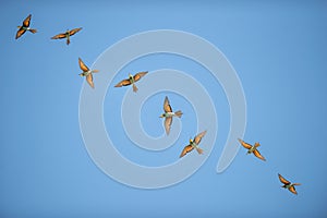 Group of bee eaters flying on blue sky