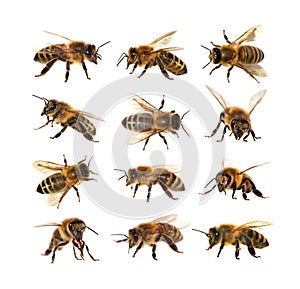 Group of bee or honeybee, Apis Mellifera