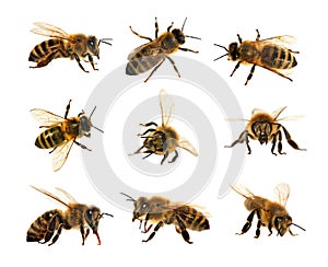 Group of bee or honeybee in Latin Apis Mellifera, european or western honey bees isolated on the white background, golden