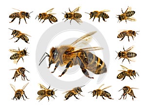 Group of bee or honeybee in Latin Apis Mellifera, european or western honey bees isolated on the white background, golden