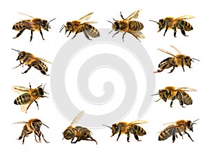 Group of bee or honeybee on white background, honey bees