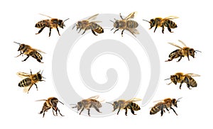 Group of bee or honeybee on white background, honey bees