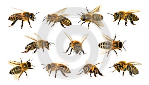 Group of bee or honeybee on white background, honey bees