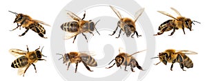 Group of bee or honeybee on white background, honey bees photo