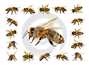 Group of bee or honeybee on white background, honey bees photo