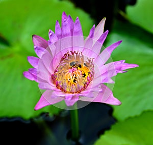 Group of bee swarming purple lotus