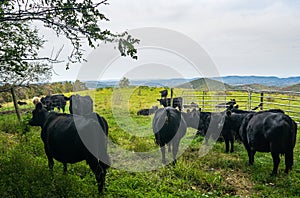 A Group of Beef Cattle in a Mountain Meadow