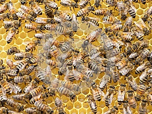 A group of bees above the honeycomb.