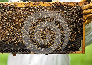 A group of bees above the honeycomb.