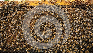 A group of bees above the honeycomb.