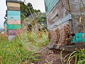 Group of Bees at the Entrance of a Beehive