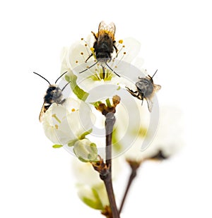 Group of Bees pollinating a flower - Apis mellifera, isolated on photo
