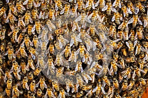 Group of bees Working on honeycombs in beehives in an apiary