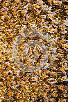 Group of bees Working on honeycombs in beehives in an apiary