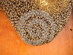 Group of bees Working on honeycombs in beehives in an apiary