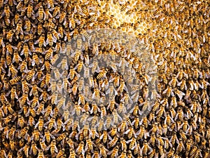 Group of bees Working on honeycombs in beehives in an apiary