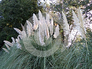 Group of beige to white cat tails