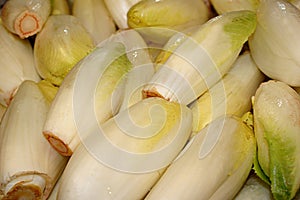 Group of Belgian Endive