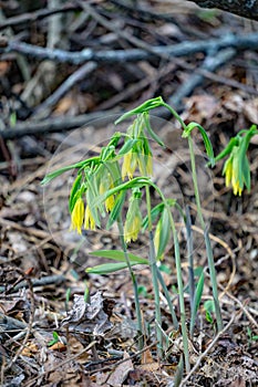 Group of Bellwort Wildflower, Uvularia grandflora