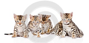 Group bengal kittens looking at camera. isolated on white