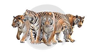 Group of bengal tiger isolated