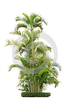 Group of betel palm trees isolated on white background