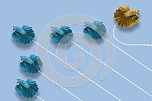 Group of Betta fish in one direction and with one individual pointing in the different way. Business concept. Think different