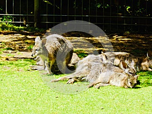 A group of bicolor Swamp Wallaby resting in the sun in farm.