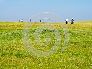 Bicyclists riding bikes on with grass field on a sunny day, Schiermonnikoog, Netherlands photo