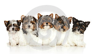 Group of Biewer Yorkie puppies