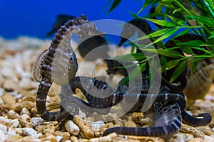 Group of big belly seahorses together in the aquarium, popular pets in aquaculture, tropical fishes from Australia