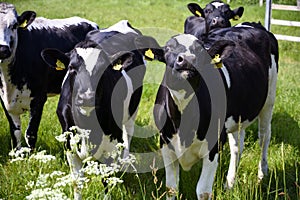 A group of big black and white cow heifers