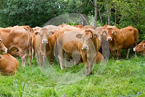 Group of big brown Limousine cows grazing in meadow, France