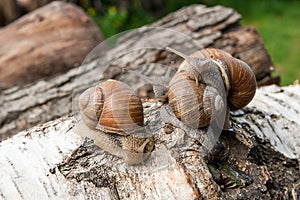 Group of big Burgundy snails Helix, Roman snail, edible snail,